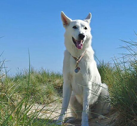 Ferienhaus auf Texel mit Hund