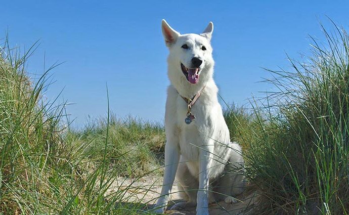 Ferienhaus auf Texel mit Hund