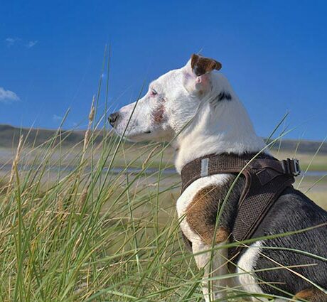 Urlaub mit Hund auf Texel