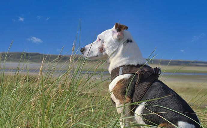 Urlaub mit Hund auf Texel